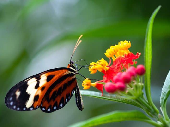 Improving descriptions of biodiversity dynamics